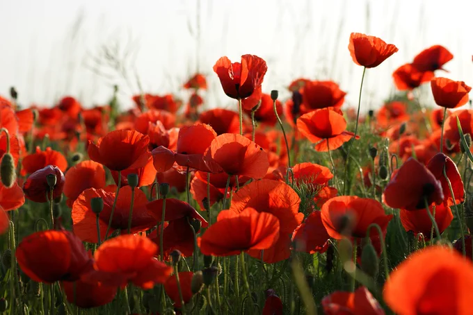 Field of red poppies