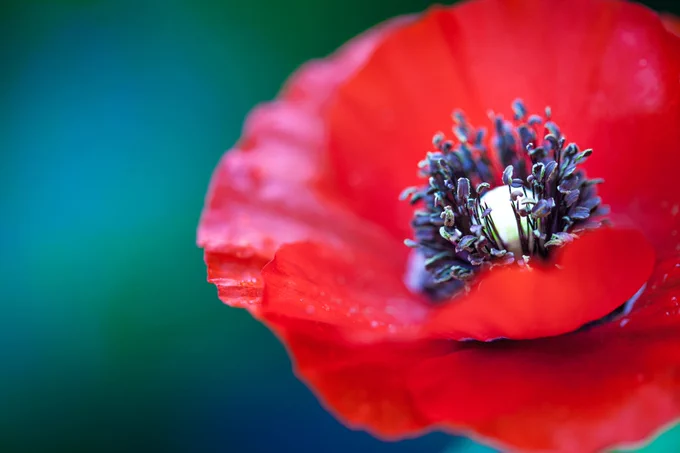 A close up of a bright red poppy.