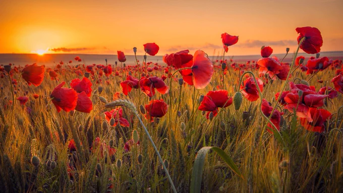Poppy field.