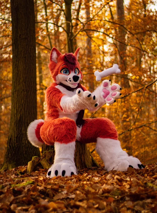 Red/Orange Husky fursuit sitting on a treestump, catching a plush bone!