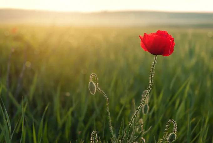 A single red poppy is in the foreground with a field of tall grass with the sun peeking over the horizon. 