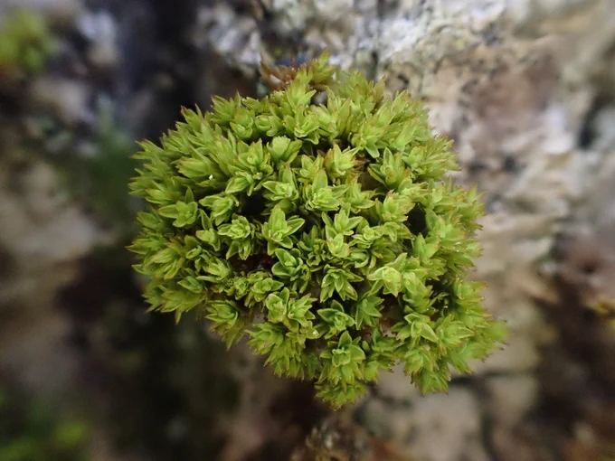 Nyholmiella gymnostoma