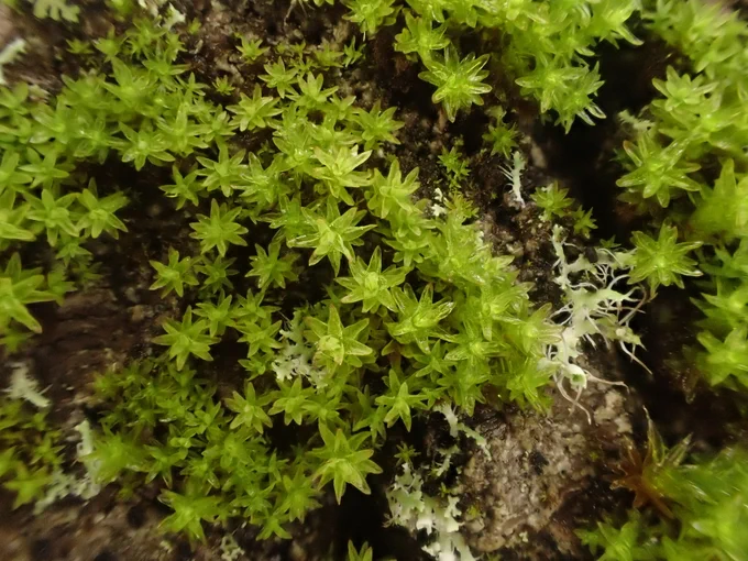 Nyholmiella obtusifolia
