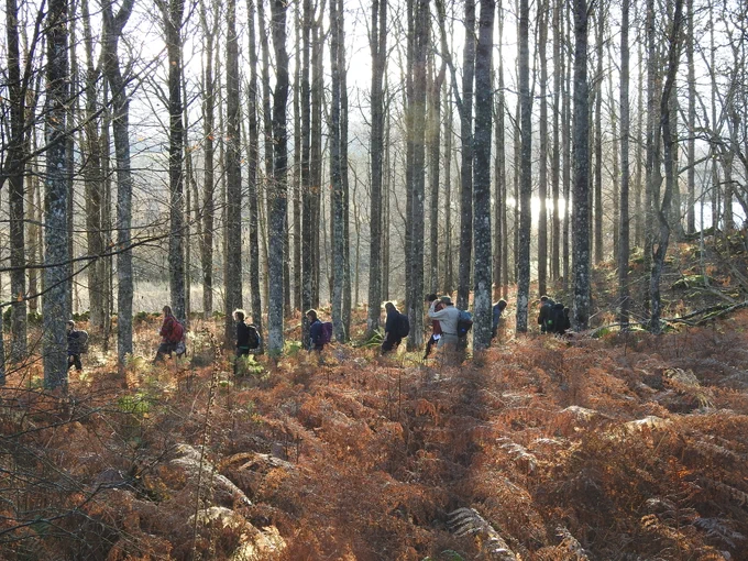 Volunteers, bryologists & reserve managers amongst abundant aspens
