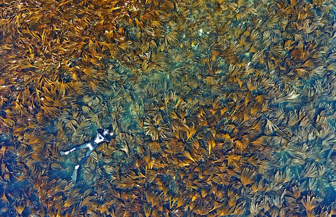 Photo: A diver swims in a kelp forest near Peniche, Portugal. Kelp forests are known for protecting the coast from erosion by reducing the speed and size of waves. Credit: Nuno Rodrigues / Climate Visuals