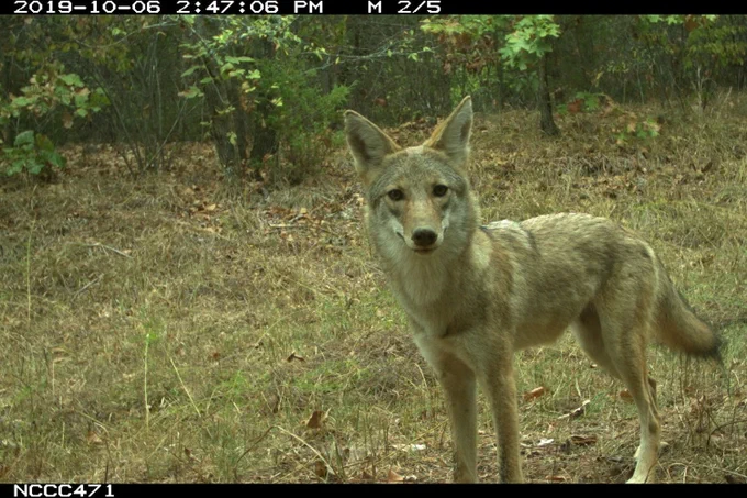 A coyote looking at the camera