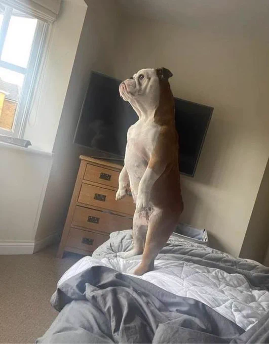 a brown and white bulldog is standing on her hind legs atop an unmade bed. she’s looking intently out the window on the left side of the frame, and she’s scowling, but that’s also just kind of her face. her front arms hang loosely at her sides, like she could stand here like this all day, and depending on what’s going on next door, she just might.