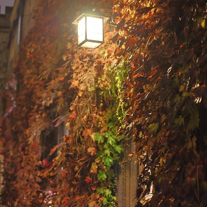 Lamp over a door, surrounded by leaves.