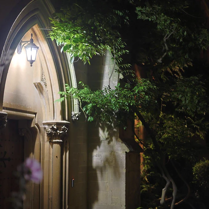 Light shining at night, highlighting the leaves next to it. 