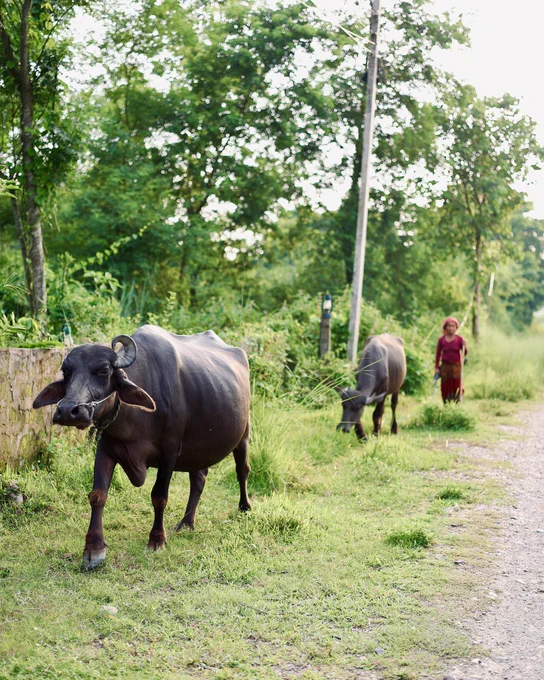 A person walks along a rural path beside water buffalo grazing on grassy terrain.