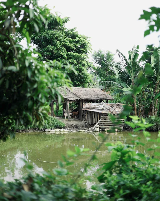 Rustic wooden hut by a tranquil pond surrounded by lush greenery.