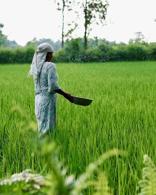 A person is scattering seeds in a lush green rice field.