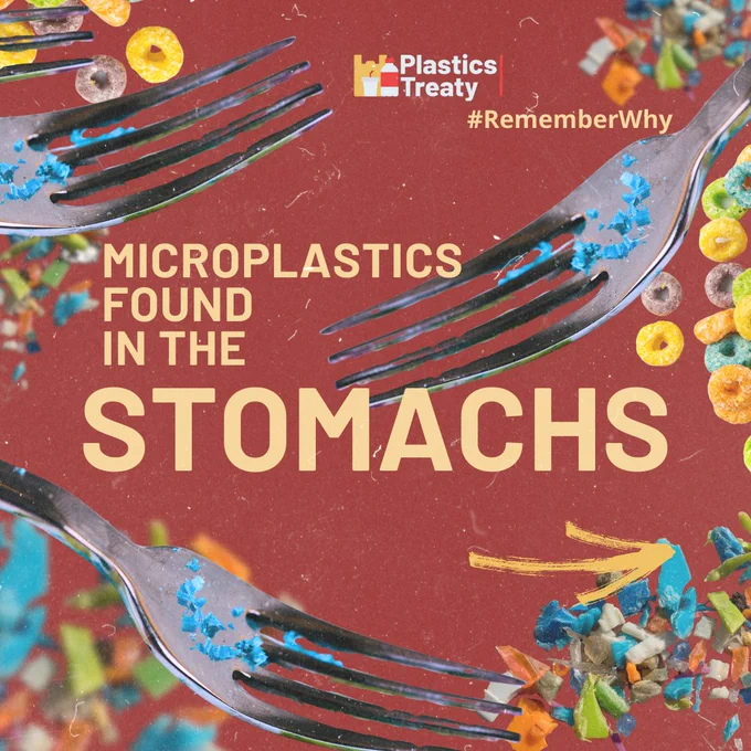Microplastics Found in the Stomachs