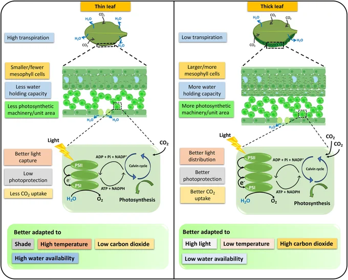 Comparison of thin and thick leaves for physiological performance.