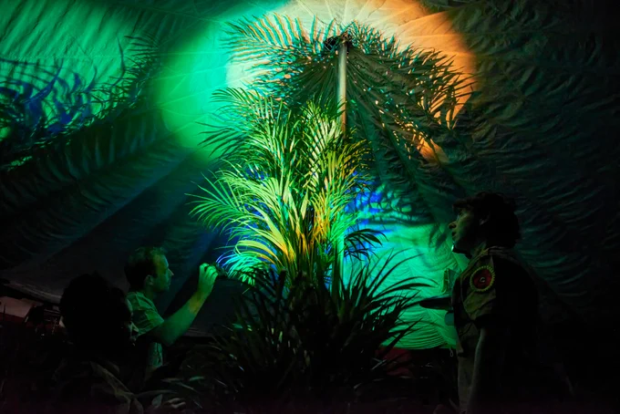 person looking at a fern-type tree, indoors with spotlight