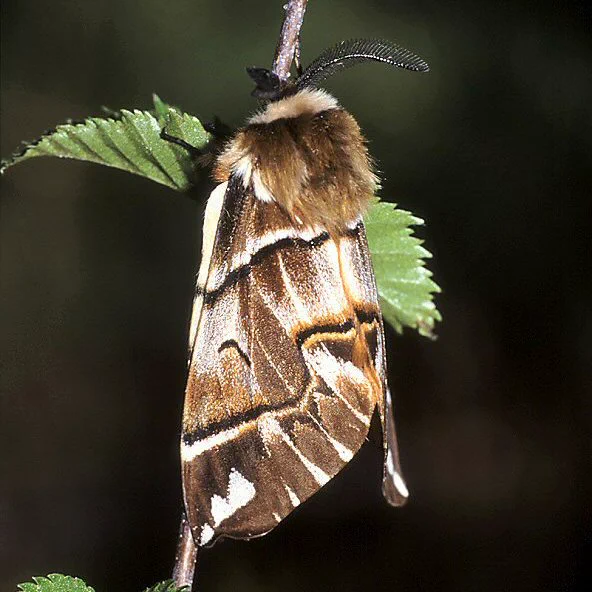A brown and white patterned moth with a fluffy thorax and feathered antennae, resting on a thin branch