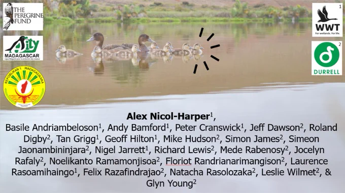 The image shows a Powerpoint slide with a background image of two brown adult ducks and eight ducklings on a lake with tropical foliage in the background. The lead duckling is embellished with black accent lines in a half-starburst. On the left are
 logos for: The Peregrine Fund, Asity Madagascar, and the Malagasy government. On the right are logos for WWT (labelled 1) and Durrell Wildlife Conservation Trust (labelled 2). At the bottom an author list reads: “Alex Nicol-Harper1 [in bold], Basile Andriambeloson1, Andy Bamford1, Peter Cranswick1, Jeff Dawson2, Roland Digby2, Tan Grigg1, Geoff Hilton1, Mike Hudson2, Simon James2, Simeon Jaonambininjara2, Nigel Jarrett1, Richard Lewis2, Mede Rabenosy2, Jocelyn Rafaly2, Noelikanto Ramamonjisoa2, Floriot Randrianarimangison2,
 Laurence Rasoamihaingo1, Felix Razafindrajao2, Natacha Rasolozaka2, Leslie Wilmet2, & Glyn Young2”.