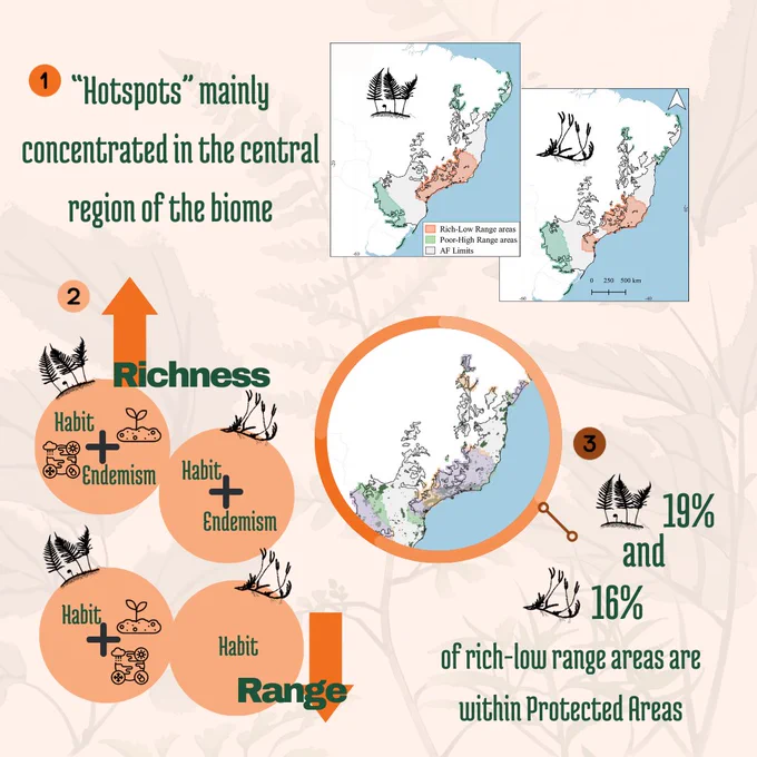 A multi-part infographic featuring two maps showing species richness and range size patterns for ferns and lycophytes:

Left Map (Ferns): The areas marked in orange represent regions with high species richness and low ranges (rich-low range areas). Areas in green represent regions with low species richness and high ranges (poor-high range), which are concentrated on the upper and lower limits of the biome.
Right Map (Lycophytes): This map follows the same color pattern to depict species richness and range size patterns for lycophytes.

Section 2 (bottom-left corner), a graphical illustration shows the drivers of high richness and low range sizes of ferns and lycophytes from the Atlantic Forest.

An upward arrow illustrates factors contributing to high species richness. A downward arrow shows factors contributing to small range sizes.