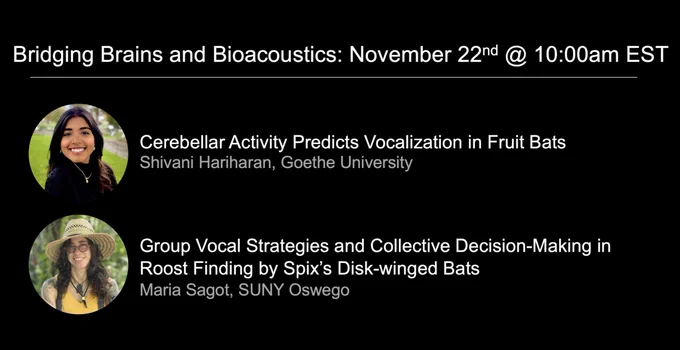 Bridging Brains and Bioacoustics Seminar for Friday, November 22 at 10:00am EST

From Shivani Hariharan: Cerebellar Activity Predicts Vocalization in Fruit Bats

From Maria Sagot: Group Vocal Strategies and Collective Decision-Making in Roost Finding by Spix’s Disk-winged Bats