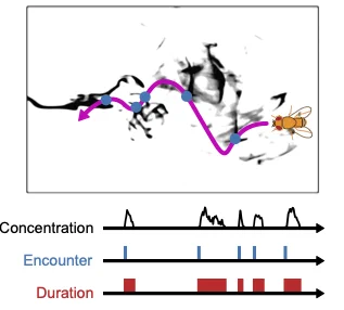 An illustration depicts Drosophila navigating an environment full of fluctuating odors, shown as black plumes. The fly’s path is shown as a wavy pink arrow directed from left to right, with blue dots on the line indicating locations of intermittent encounters with the odors. Below the illustration are three horizontal black arrows that show pulse signals for the odor concentration, encounter, and duration at each of these blue dots, represented by black spikes, blue vertical lines, and red rectangles, respectively.
