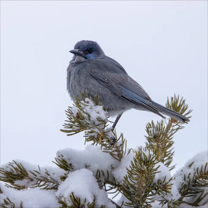 A pinyon jay sits on a snowy pinyon pine branch. 