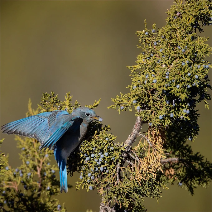 A mountain blue jay plucks a juniper berry off a branch. 