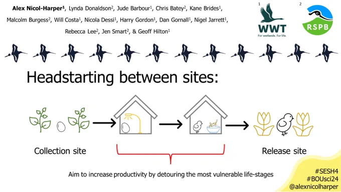 The image shows a Powerpoint slide with author list: “Alex Nicol-Harper1 [in bold], Lynda Donaldson2, Jude Barbour1, Chris Batey2, Kane Brides1, Malcolm Burgess2, Will Costa1, Nicola Dessi1, Harry Gordon1, Dan Gornall1, Nigel Jarrett1, Rebecca Lee2, Jen Smart2, & Geoff Hilton1”; the WWT and RSPB logos, labelled 1 and 2, respectively. A line formed by a repeated godwit silhouette separates the bottom part of the slide. Here a title reads ‘Headstarting between sites:”, below which there is a sequence of images: an egg between two green plants labelled “Collection site” [arrow to] a grey house with a lamp shining on an egg [arrow to] a grey house with a chick and a bowl with a cricket in
 [arrow to] a chick between two yellow plants labelled “Release site”. Below the two house images is a red bracket labelled “Aim to increase productivity by detouring the most vulnerable life-stages”. In the bottom right, a yellow amorphous shape encloses text reading: #SESH4 #BOUsci24 @alexnicolharper.