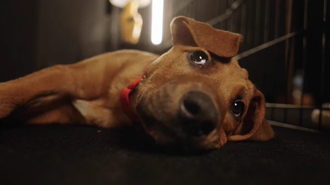 a brown puppy in a red collar lays on one side and looks up with sweet puppy eyes. the dog’s ears are flopping over to the right.