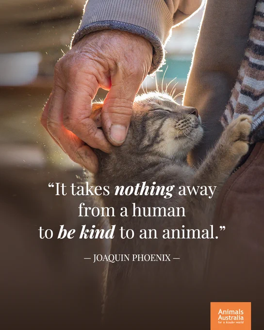 A cat leans in to a human, who scratches their head. Text reads "It takes nothing away from a human to be kind to an animal" - Joaquin Phoenix