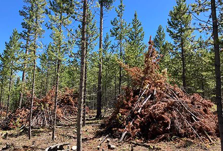 foresters piled up slash in a thinning project in a lodgepole pine forest to improve forest health and resiliency. 