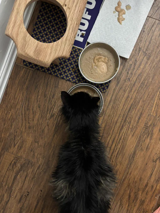 aerial view of a scrunkly senior cat eating. he is ignoring his other food bowl at this time. who knows if he’ll eat it later or make his parents give him new food