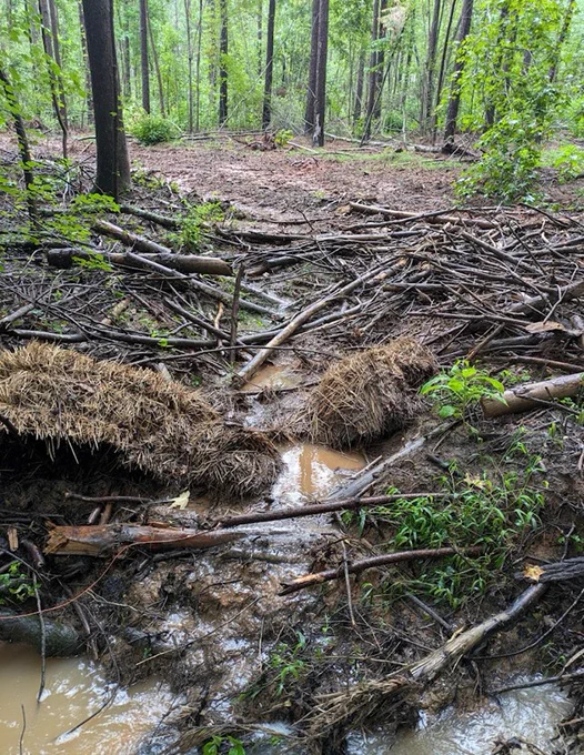 In this photo, straw bales were placed at the edge of a skid trail stream crossing to slow and filter sediment laden runoff. Runoff broke through a straw bale. This situation now has limited BMP effectiveness.