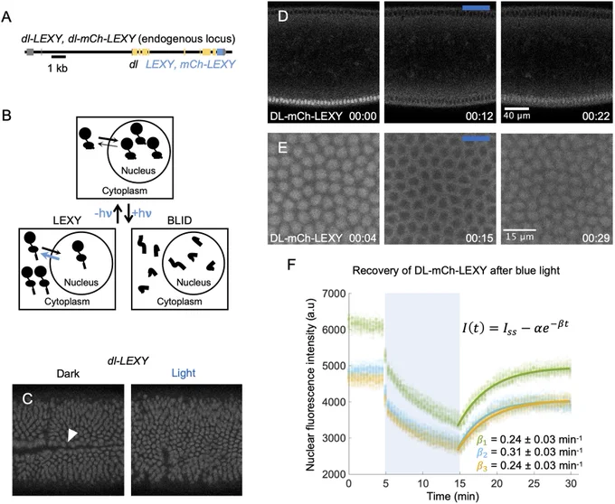Figure 1 Dorsal is exported from the nucleus under blue light in dl-LEXY.
