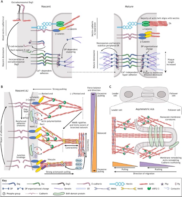 Updated models of junctional cytoskeletal force systems and maturing epithelial junctions. (A) A model of the transition of a nascent ZA and desmosome plaque into mature junctions. (B) A model of the balanced cytoskeletal pushing and pulling forces that organize AJ adhesion and mechanical coupling. (C) A controlled imbalance in pushing and pulling forces induces the formation of asymmetric junctions in collective cell migration.