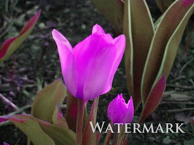 Bring vibrant energy and refined beauty into your space with Tulips Edition 22, a stunning digital photograph that highlights the elegance of two brilliant pink tulips.