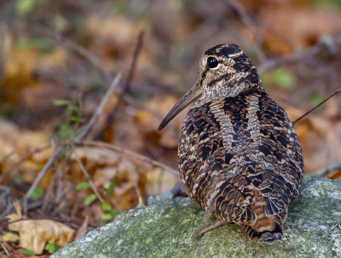 https://www.foundryoutdoors.com/blogs/blog/how-to-hunt-woodcock