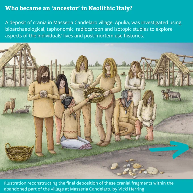 Who became an ‘ancestor’ in Neolithic Italy?
 
A deposit of crania in Masseria Candelaro village, Apulia, was investigated using bioarchaeological, taphonomic, radiocarbon and isotopic studies to explore aspects of the individuals’ lives and post-mortem use histories. 