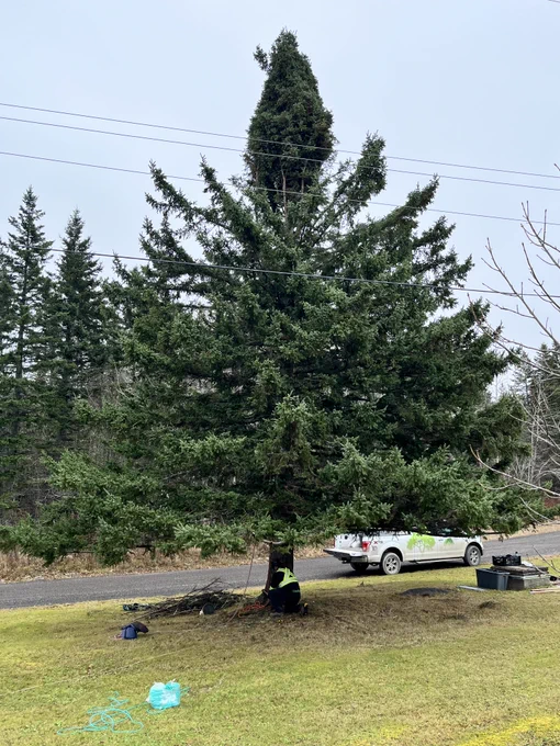 Spruce tree standing tall.