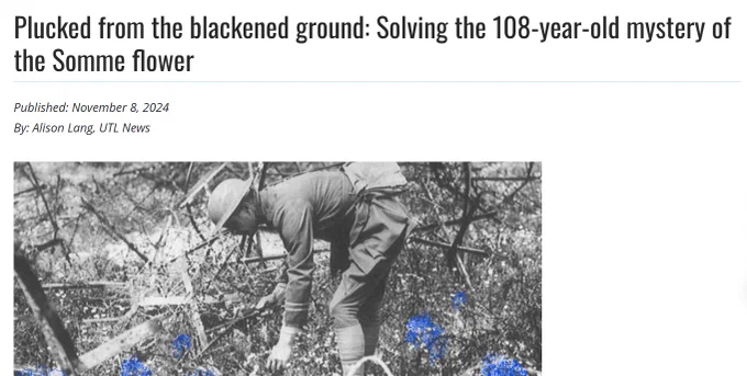 Screen capture of the UTL article, "Plucked from the Blackened Ground: Solving the 108-Year-Old Mystery of the Somme Flower."