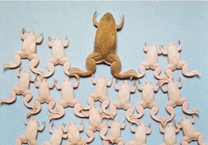 Mama pigmented frog who donated the egg, with many progeny albino frogs generated from transplanting an albino intestinal nucleus into her egg. The progeny come out albino like the nucleus (clones) rather than like the mom.