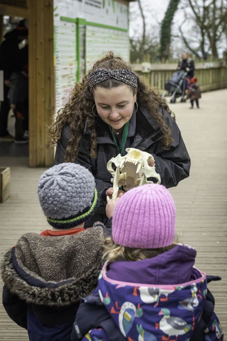 A zoo educator showing a skull model to two young children at a zoo.