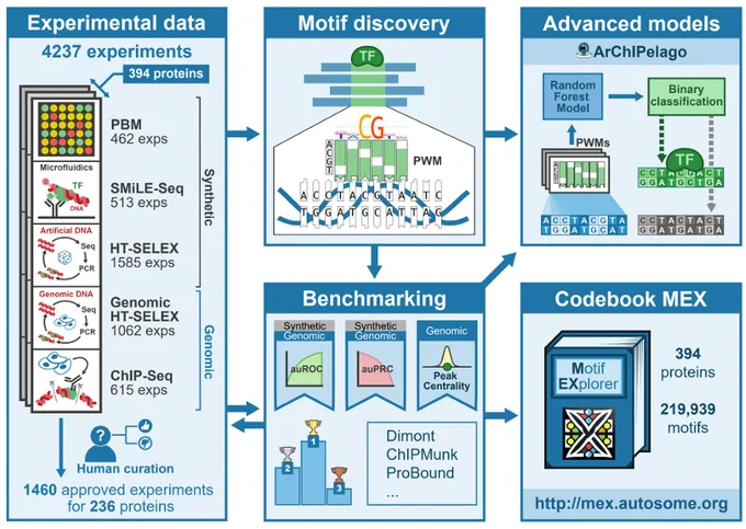 A DNA sequence pattern, or "motif", is an essential representation of DNA-binding specificity of a transcription factor (TF). Any particular motif model has potential flaws due to shortcomings of the underlying experimental data and computational motif discovery algorithm. As a part of the Codebook/GRECO-BIT initiative, here we evaluated at large scale the cross-platform recognition performance of positional weight matrices (PWMs), which remain popular motif models in many practical applications. We applied ten different DNA motif discovery tools to generate PWMs from the "Codebook" data comprised of 4,237 experiments from five different platforms profiling the DNA-binding specificity of 394 human proteins, focusing on understudied transcription factors of different structural families. For many of the proteins, there was no prior knowledge of a genuine motif. By benchmarking-supported human curation, we constructed an approved subset of experiments comprising about 30% of all experim.