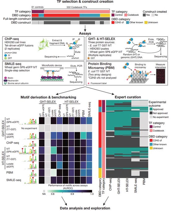 We describe an effort ("Codebook") to determine the sequence specificity of 332 putative and largely uncharacterized human transcription factors (TFs), as well as 61 control TFs. Nearly 5,000 independent experiments across multiple in vitro and in vivo assays produced motifs for just over half of the putative TFs analyzed (177, or 53%), of which most are unique to a single TF. The data highlight the extensive contribution of transposable elements to TF evolution, both in cis and trans, and identify tens of thousands of conserved, base-level binding sites in the human genome. The use of multiple assays provides an unprecedented opportunity to benchmark and analyze TF sequence specificity, function, and evolution, as further explored in accompanying manuscripts. 1,421 human TFs are now associated with a DNA binding motif. Extrapolation from the Codebook benchmarking, however, suggests that many of the currently known binding motifs for well-studied TFs may inaccurately describe the TF's