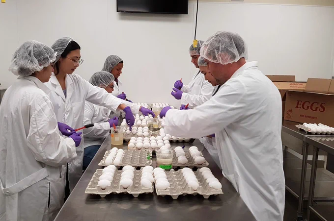 Researchers coating chitosan on eggs
