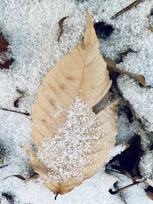Leaf with snow ❄️