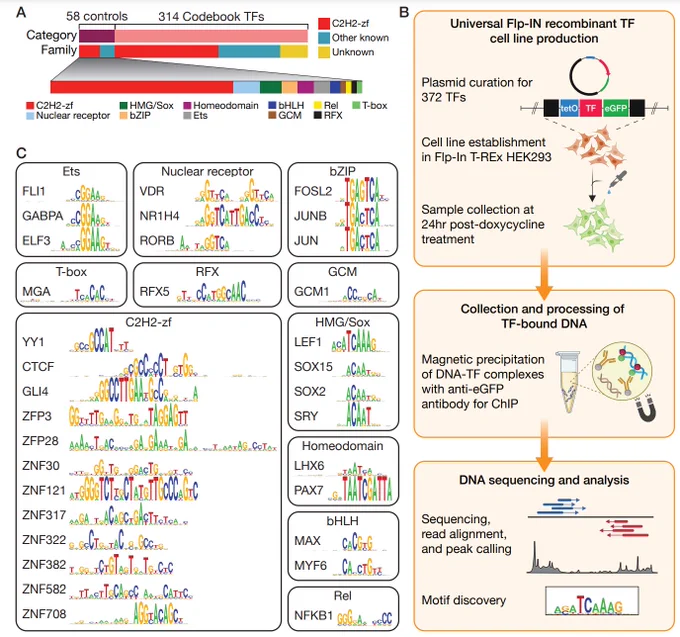 Most of the human genome is thought to be non-functional, and includes large segments often referred to as "dark matter" DNA. The genome also encodes hundreds of putative and poorly characterized transcription factors (TFs). We determined genomic binding locations of 166 uncharacterized human TFs in living cells. Nearly half of them associated strongly with known regulatory regions such as promoters and enhancers, often at conserved motif matches and co-localizing with each other. Surprisingly, the other half often associated with genomic dark matter, at largely unique sites, via intrinsic sequence recognition. Dozens of these, which we term "Dark TFs", mainly bind within regions of closed chromatin. Dark TF binding sites are enriched for transposable elements, and are rarely under purifying selection. Some Dark TFs are KZNFs, which contain the repressive KRAB domain, but many are not: the Dark TFs also include known or potential pioneer TFs...