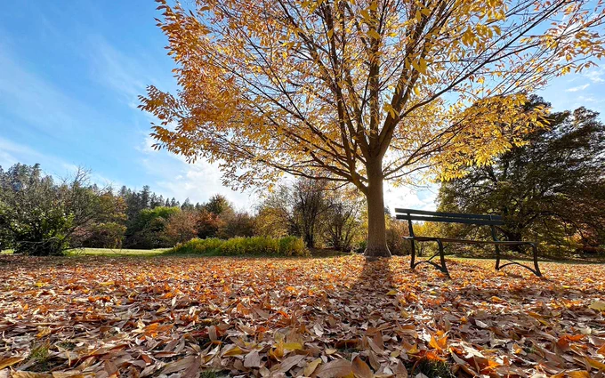 bench at Finch Arboretum 