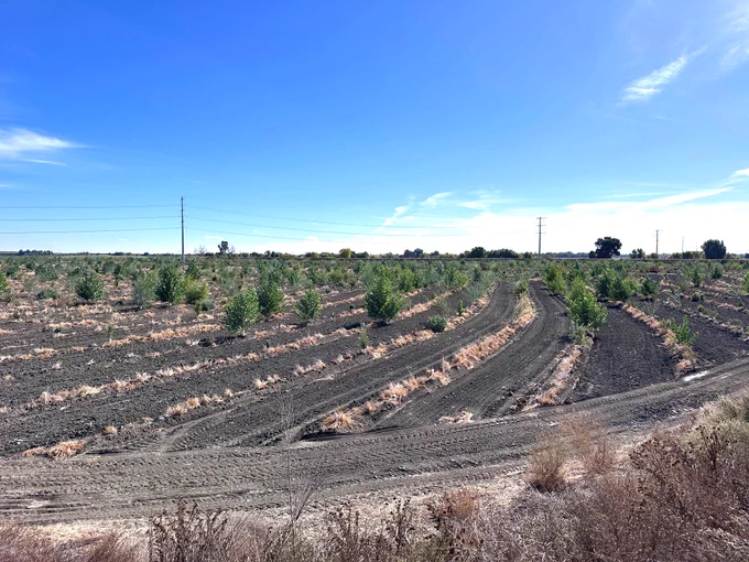 Restoration site of native plants at Dos Rios Park. 