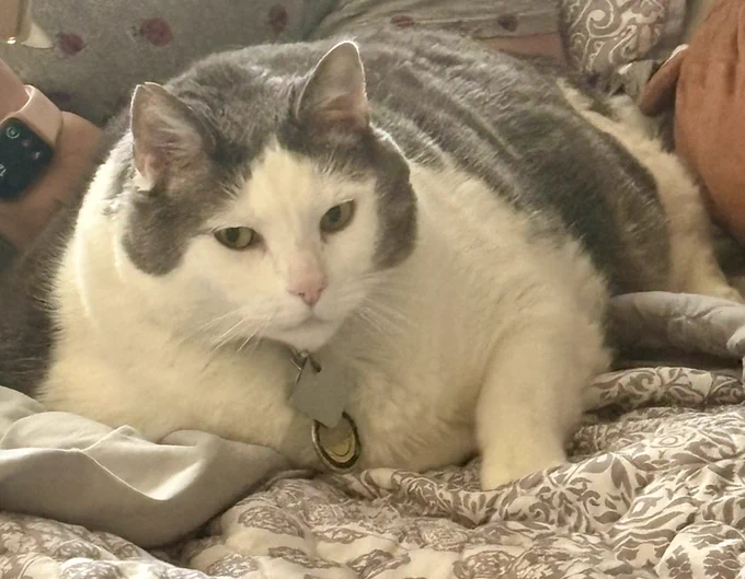 Gizmo