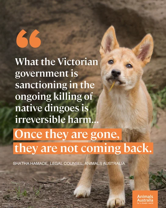 A dingo pup. Text on the graphic says, "What the Victorian government is sanctioning in the ongoing killing of native dingoes is irreversible harm... Once they are gone, they are not coming back." - Shatha Hamade, Legal Counsel, Animals Australia.